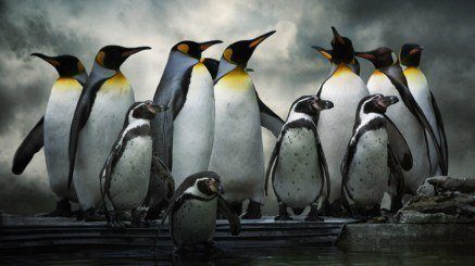 cap-nhat-penguin.jpg