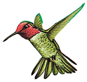 hummingbird+7.gif