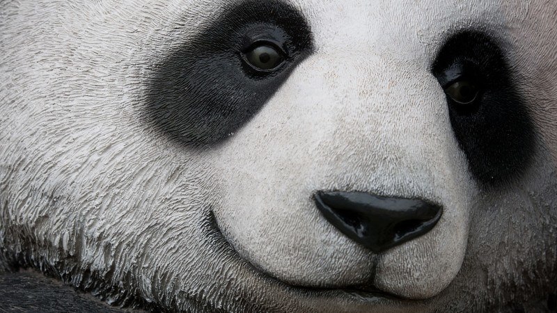 panda-face-ss-1920-800x450.jpg