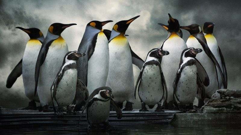 Penguins-dang-trien-khai.jpg