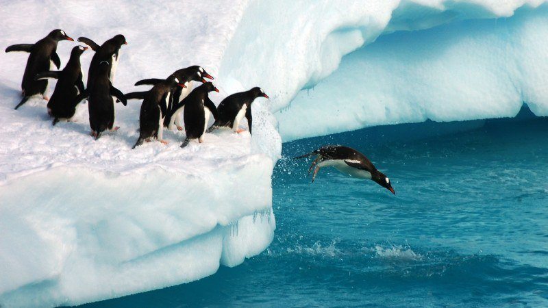 penguins-diving-ss-1920-800x450.jpg