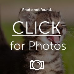 SEO_zps989811d1.png