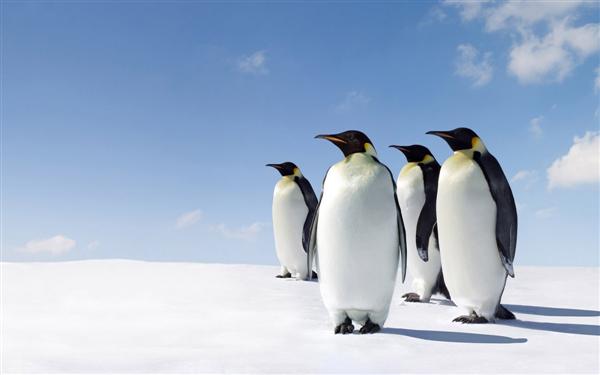 thuat-toan-penguin-la-gi-_s3302.jpg