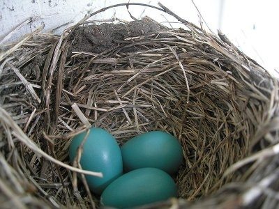 you-are-given-2-eggs_thumb.jpg