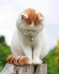 meomun