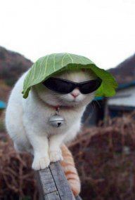cuutduc