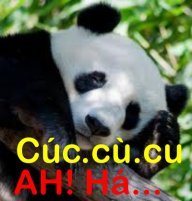 cuccucu