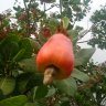Smustbi