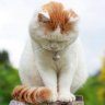 meomun
