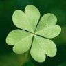 CloverSpring