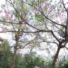 ngocduong